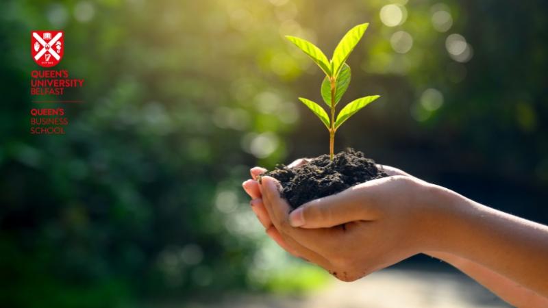 Hand holding a young tree sapling